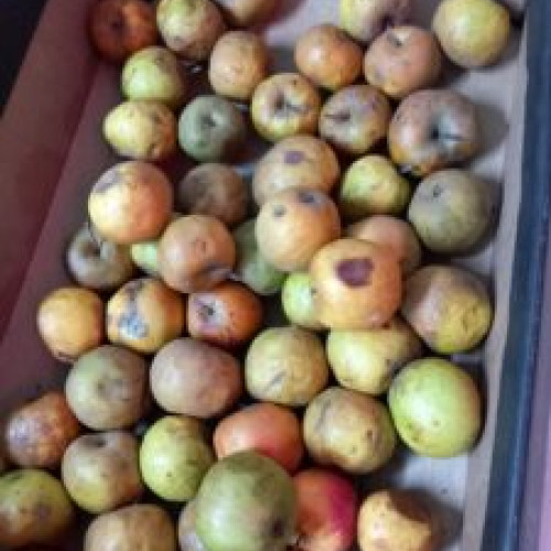 Găsituri îngrijorătoare în magazinul din Brașov: OPC sancționează operatorul Kroonstadt Food Logistic Srl