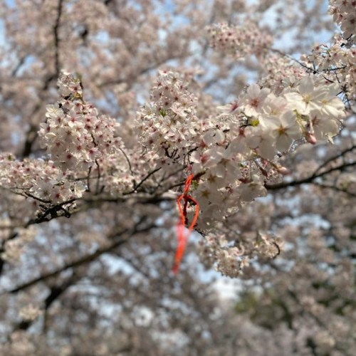 Ambasada Japoniei organizează festivalul tradițional al florilor de cireș - Hanami în Grădina Japoneză din Parcul Regele Mihai I din București, pe data de 13 aprilie, între orele 12:00-14:00. Vizitatorii sunt invitați să savureze aroma ceaiului verde și să ia parte la ateliere și demonstrații de arte marțiale, având ocazia să încerce și băutura tradițională japoneză - sake. Intrarea este gratuită.