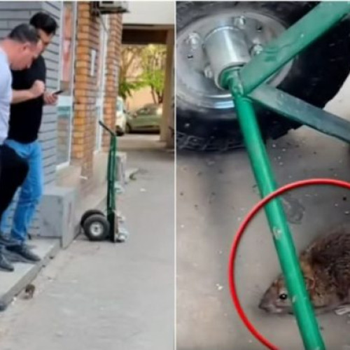 Șobolan capturat printre trecători, în zona Obor din București