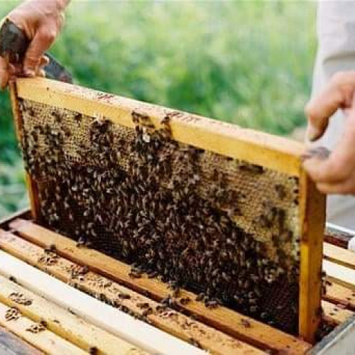 Ajutoare financiare pentru apicultorii din Mureș în urma conflictului din Ucraina