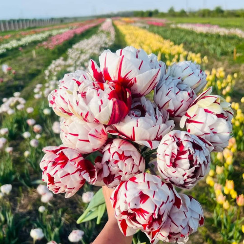 Pictura viu colorată în comuna Crângurile - experiența Blooms se desfășoară în plină primăvară la Pătroaia-Deal!