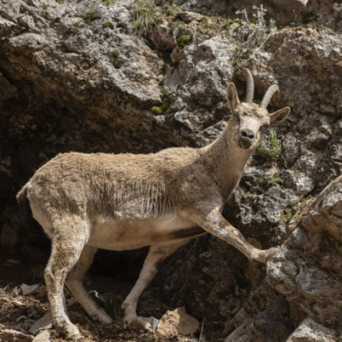 Soluție neobișnuită împotriva suprapopulării caprelor din insula italiană Alicudi: "Adoptă o capră" inițiative a fost implementată de primarul Riccardo Gullo