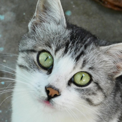 19 pisici au primit de la președintele Mexicului, prin lege, hrană și îngrijiri pe viață, plus acces nelimitat în palatul prezidențial