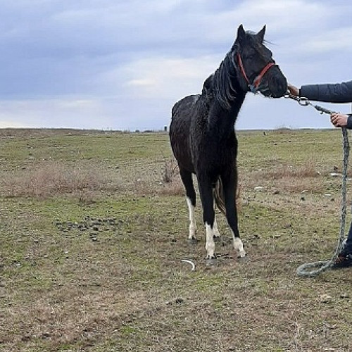 Hoț de cai prins în localitatea Hodod, în urma unei acțiuni coordonate de poliția rurală