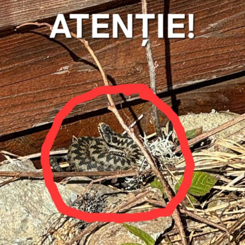 Viperele încep să apară în zona Bistricior din Munţii Călimani, Salvamont recomandă precauţie turiştilor