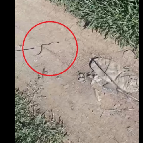 Pui de viperă găsit în clădire de birouri din Mehedinți - Angajat a sesizat incidentul la 112