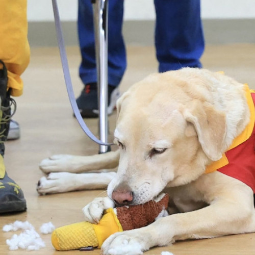 Câinele Roger, "jucător" prin firea sa, a devenit erou în China prin participarea la operațiunile de salvare după cutremurul devastator