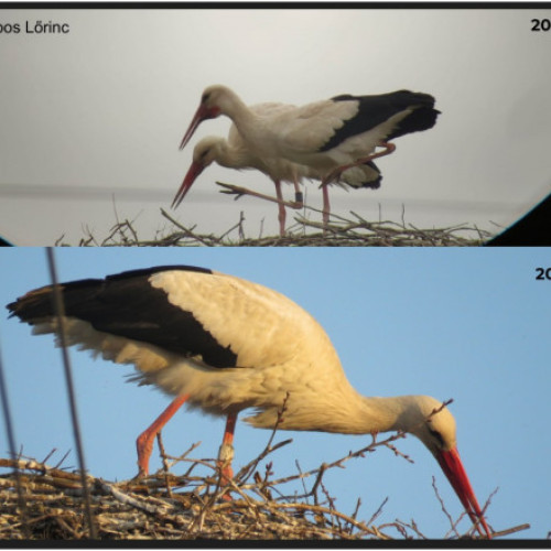 Previne duplicarea cuvintelor! Batrana barza de 21 de ani se intoarce an de an in cuibul sau din Bihor