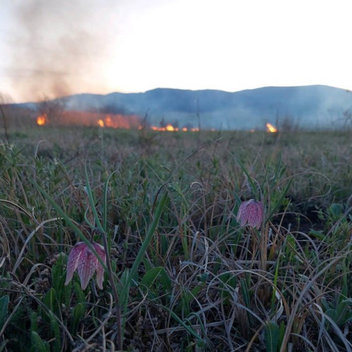 O nouă acuzație penală a Gărzii de Mediu Harghita pentru un incendiu într-o arie naturală protejată