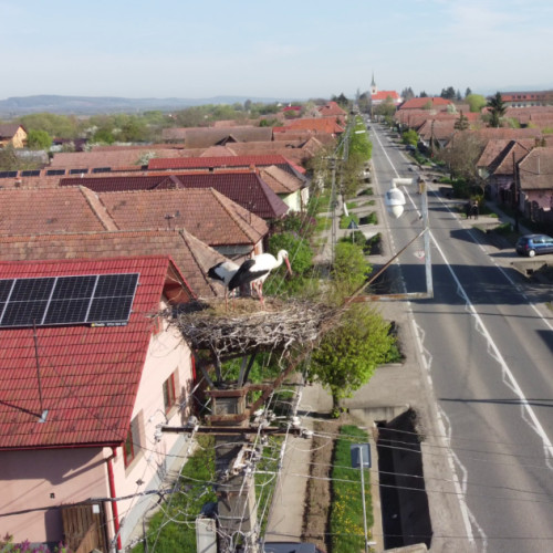 Transmisiuni Live Reluate din Cuibul de Berze de la Dumbrăvioara