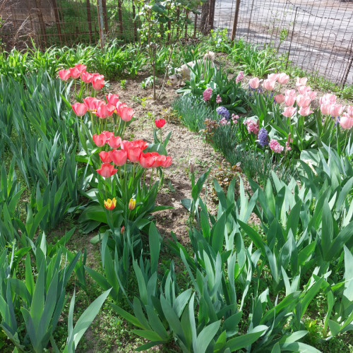 Floarea primăverii, un refugiu parfumat în oraș - Adresa de email pentru cititori - Cititori ne trimit fotografii ale parţilor de blocuri sărbătorește revoluția culorilor și a florilor - Vestim detalii de la Anca Spânu