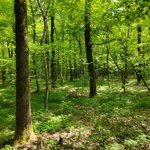 Poliţiştii sătmăreni sprijină împădurirea din Noroieni prin plantarea a peste 6.700 de puieți de frasin și stejar