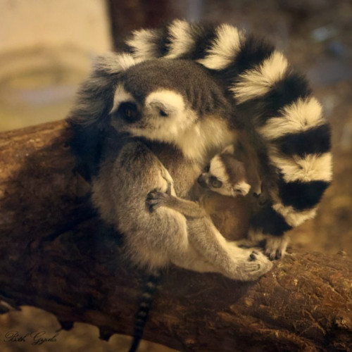 12 noi animale de la Cehia și Germania aduse la Zoo Tg. Mureș