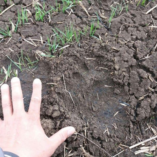 Un urs a fost văzut în comuna Șpring! Locuitorii, avertizați cu RO-ALERT