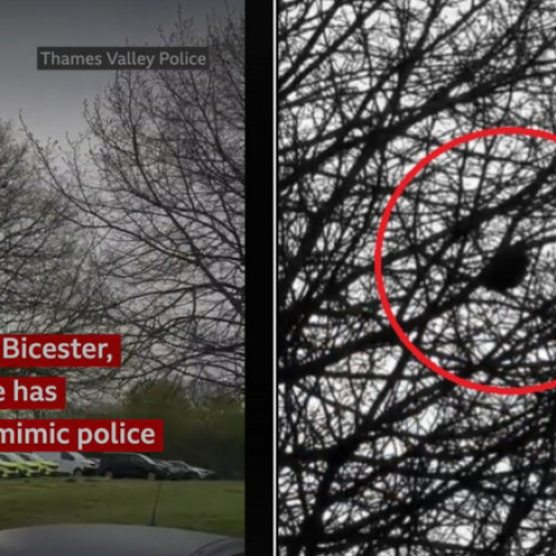 Mierla imită sirenele mașinilor de poliție și devine vedetă în Marea Britanie