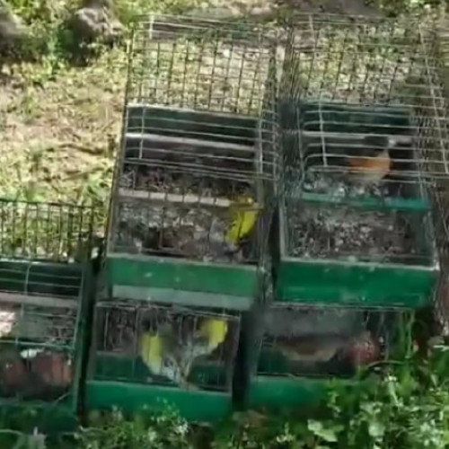 Garda de Mediu a confiscat 94 de păsări din specii protejate găsite în vânzare la târguri. Multe au fost eliberate în natură de către comisarii GNM.