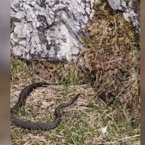 Temperaturile ridicate trezesc viperele în potecile de munte din România. Specialiștii oferă recomandări pentru a preveni întâlnirile nefericite