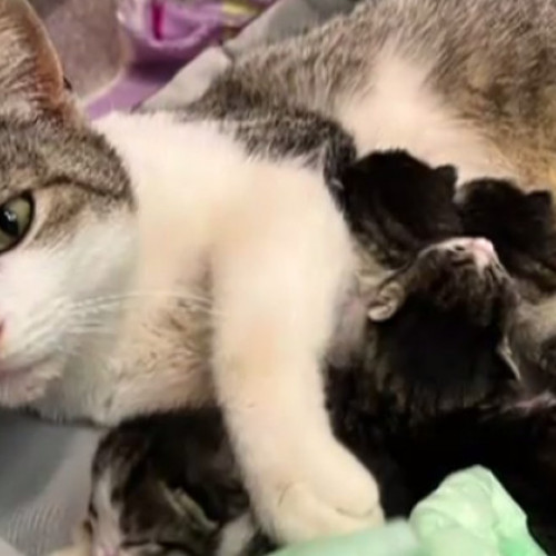 VIDEO. Povestea pisicuței din Iași care a mers singură la veterinar să nască