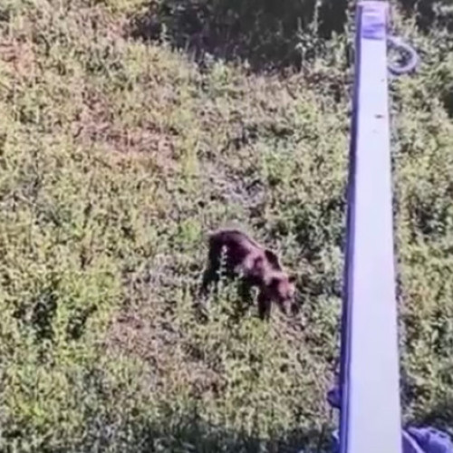 Ursul din Ciolpani nu a pus în pericol locuitorii. Mesaj RO-Alert trimis pentru prevenirea incidentelor