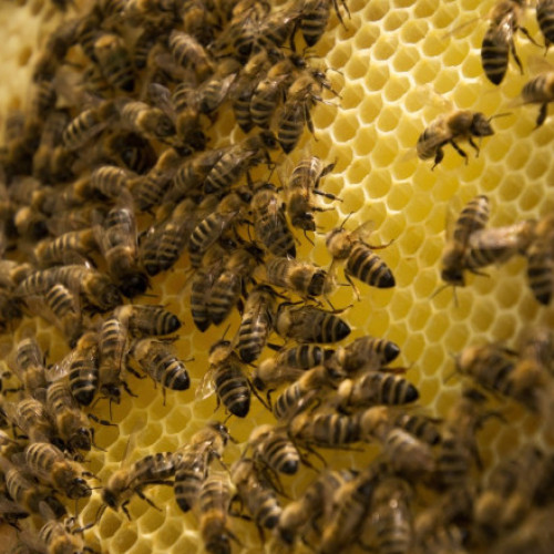 Percheziții în Satu Mare împotriva înnecării albinelor cu pesticide din rapiță