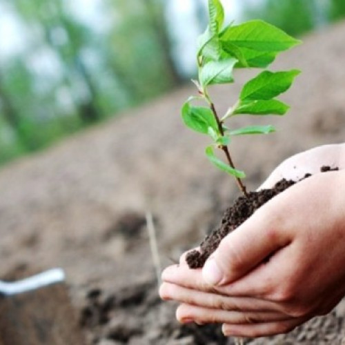 Primul parc urban din Victoria, creat printr-o acțiune de împădurire cu 250 de voluntari