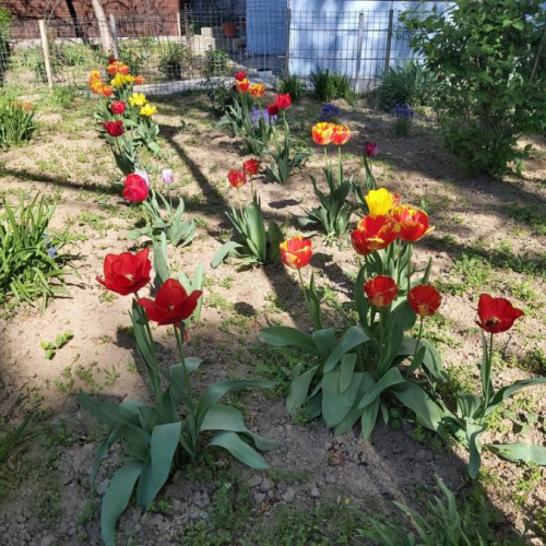 Gălățenii pot admira grădina farmaciei din strada Oțelarii, acasă la Floricel și Floricica