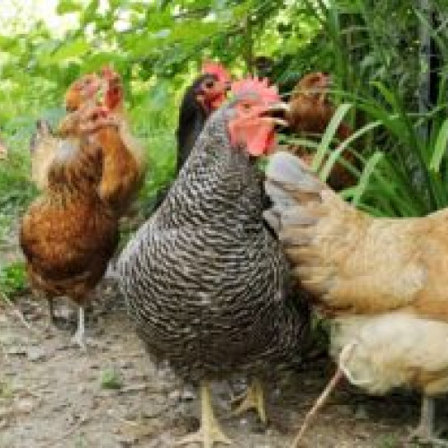 Studiu privind calitatea cărnii de pui din România: doar o probă neconformă la antibiotice din peste 2.500 de analize efectuate