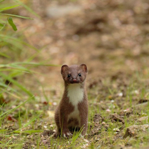 Banii cheltuiți pentru uciderea unui mic mamifer care a invadat Noua Zeelandă au provocat revoltă: „Ce au folosit? Rachete?”