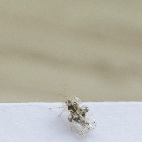 Tigrul platanului amenință orașele României. Platanii din Cluj promovează înmulțirea insectelor