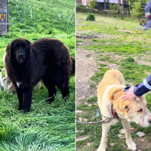 Percheziții în Mureș pentru organizarea de lupte între câini - Mai multe animale salvate