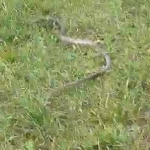 Un șarpe de doi metri, eliberat în mediul său natural de jandarmii din Mehedinți