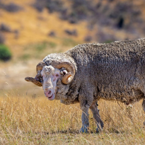Un berbec mortal, ucigat de poliţie în Noua Zeelandă: un cuplu de vârstnici găsit mort într-o fermă