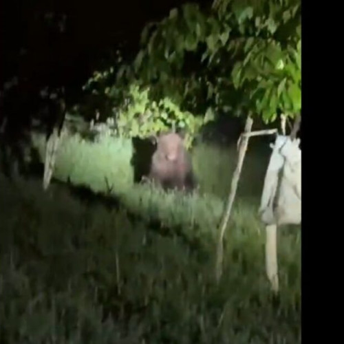 Ursul care a apărut pe strada Libertății din Bistrița a fost îndepărtat de forțele de intervenție în urma unui avertisment prin sistemul Ro-Alert