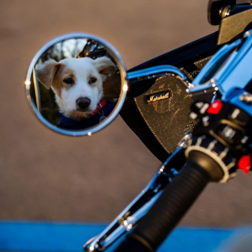 Cea mai dura campanie de promovare a adoptiilor cainilor din centrele ASPA, in colaborare cu Bikers for Humanity Romania