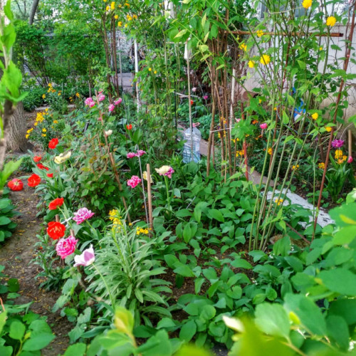 Galaţi, oraş siderurgic cu o nouă grădină colorată pe strada Laminoriştilor, miercuri 17 aprilie 2024