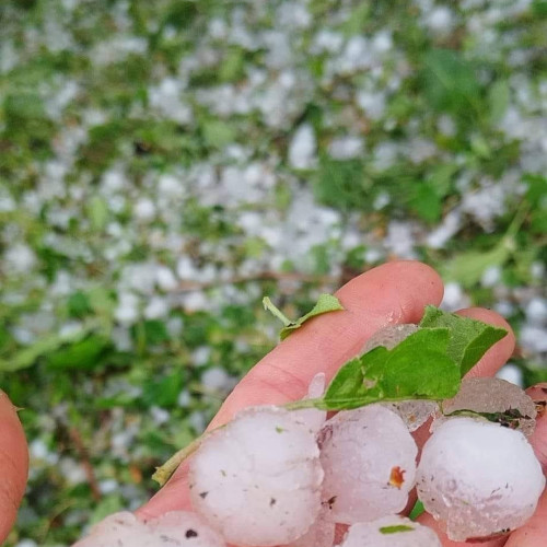Vremea capricioasă și rece persistă în următoarele zile. ANM a prelungit informarea meteorologică pentru întreaga țară până sâmbătă dimineața. În mai multe localități din Dâmbovița a căzut grindină, afectând culturile.