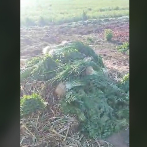 Video Fermierii aruncă tone de legume în timp ce samsarii din piețe vând marfa cu 200% mai scumpă. „De trei zile arunc”