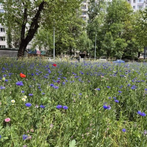 Peisagiștii Sector 6 încercă un experiment cu flori de câmp în colaborare cu ADPDU, utilizând varii tipuri de pajiști pentru polenizare și hrănirea albinelor.