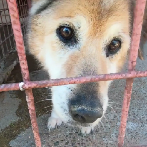 Primăria Sectorului 2 încurajează adopțiile de animale din adăposturi!