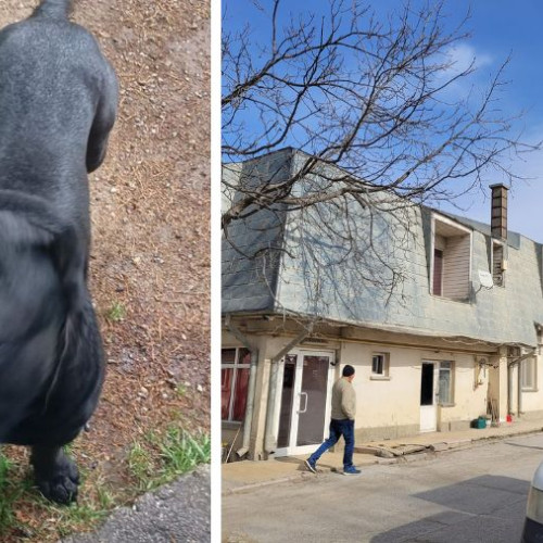 Câine agresiv cu stăpân căutat în Bacău