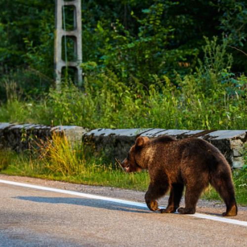Femeie atacată de urs în apropiere de barajul Vidraru. Mesaj RO-Alert emis pentru prevenirea pericolului