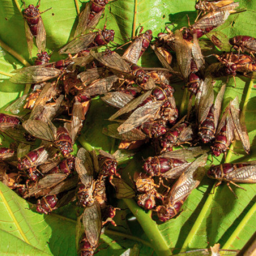 „Cicaghedon”. Oamenii sunt terorizați de cicade într-un stat din SUA. Speriați din cauza zgomotului, unii au sunat chiar și la poliție