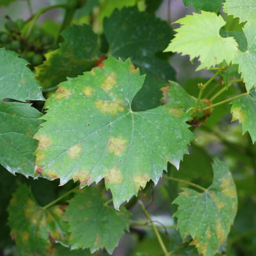 Atenționare fermieri - sectorul viticol, Oficiul Fitosanitar Galați, combatere mană, făinare, dăunători.