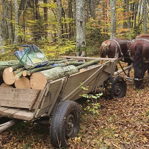 Infractiunile Din Padurea Livada: Trei Suspecti Identificati Pentru Furt de Lemne