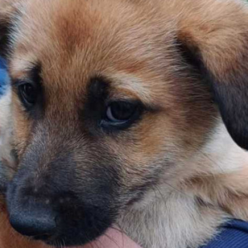 Amendat cu 12.000 lei pentru abandonarea a trei câini pe un teren viran