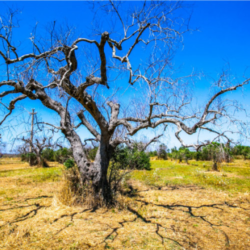 Apocalipsa plantelor în Europa: Cum au ajuns tot mai multe boli și dăunători din țări străine să distrugă recoltele din UE
