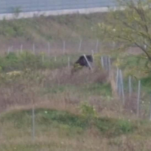 Urs rătăcit în Oarda, aproape de Alba Iulia. Autoritățile avertizează și transmit mesij RO-ALERT