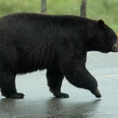 Alertă: Urs pe Autostradă! Panică printre șoferi!