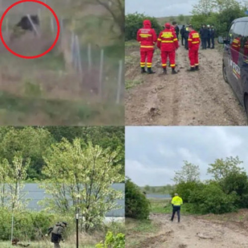 Ursul de 300 kg, eutanasiat după ce a fost rănit grav de un TIR în Alba