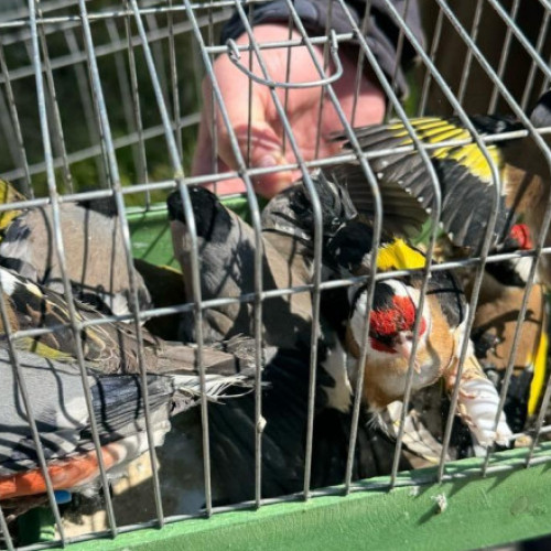 Păsările protejate din România, ținute ilegal în casă, au fost eliberate de polițiști în natură